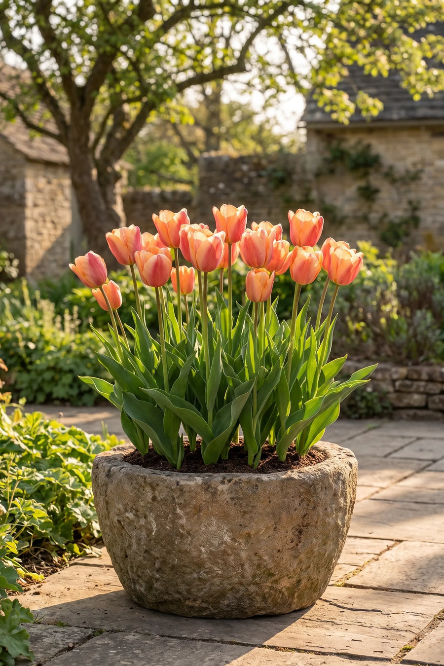 Tulipa Apricot Foxx in een pot op een terras