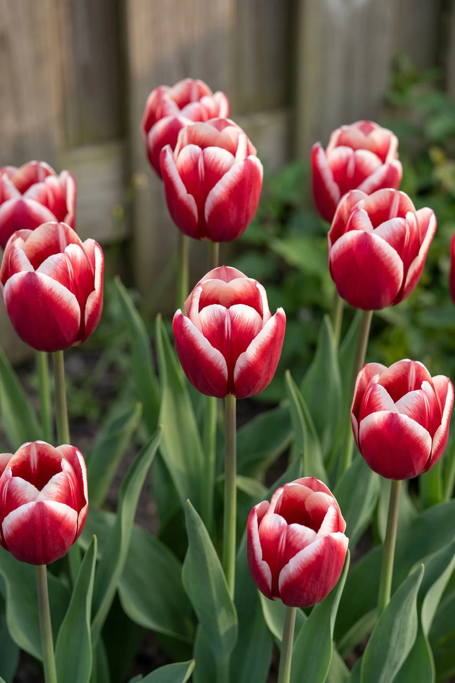 Tulipa Timeless vanuit een natuurlijke tuinhoek