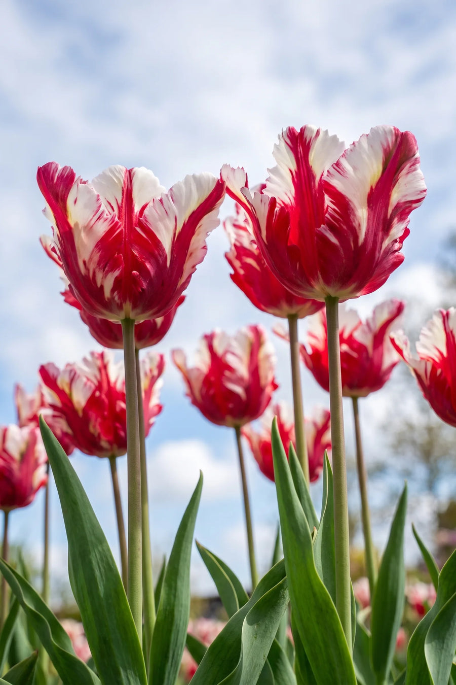 Tulipa Estella Rijnveld vanuit een natuurlijke tuinhoek