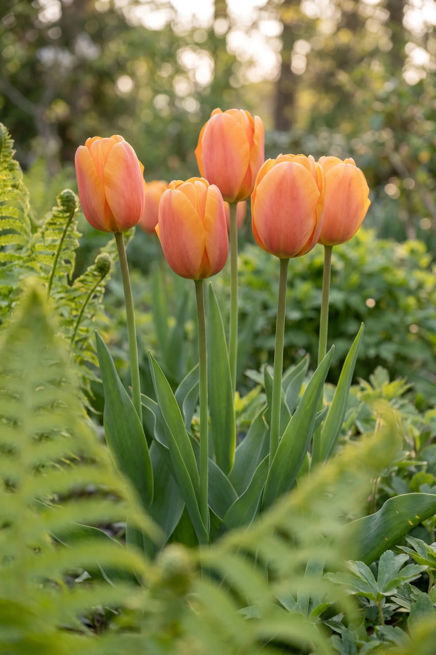 Tulipa Bellville vanuit een natuurlijke tuinhoek
