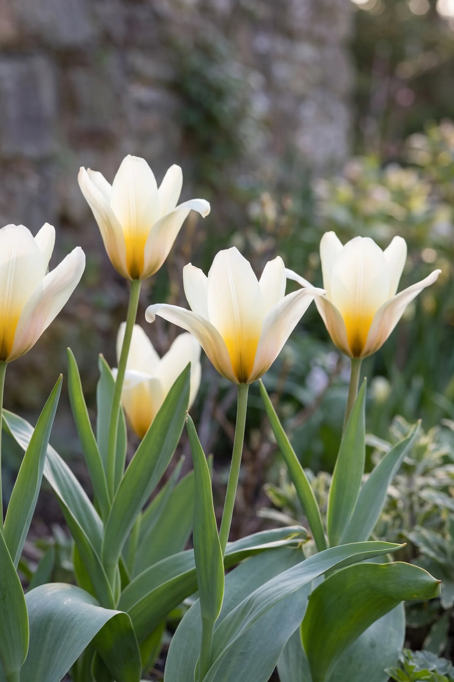 Tulipa Concerto vanuit een natuurlijke tuinhoek