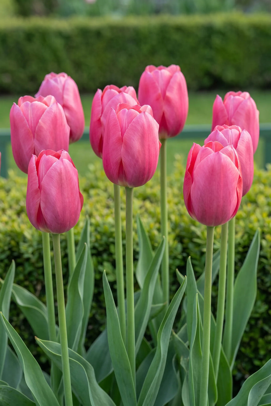 Tulipa Pink Ardour vanuit een natuurlijke tuinhoek