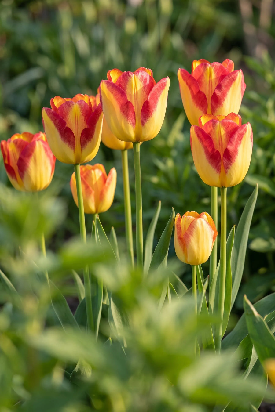 Tulipa Cape Town vanuit een natuurlijke tuinhoek
