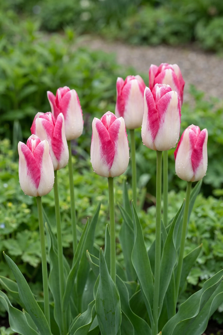 Tulipa Mata Hari vanuit een natuurlijke tuinhoek