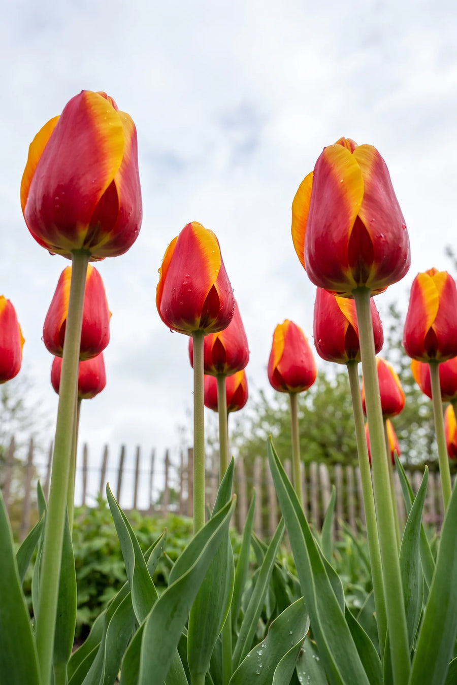 Tulipa Dow Jones vanuit een natuurlijke tuinhoek