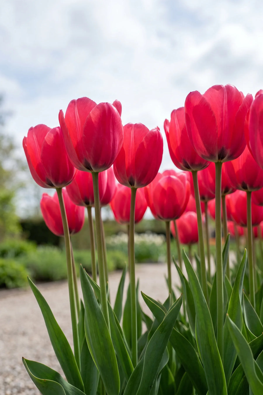 Tulipa Seadov vanuit een natuurlijke tuinhoek