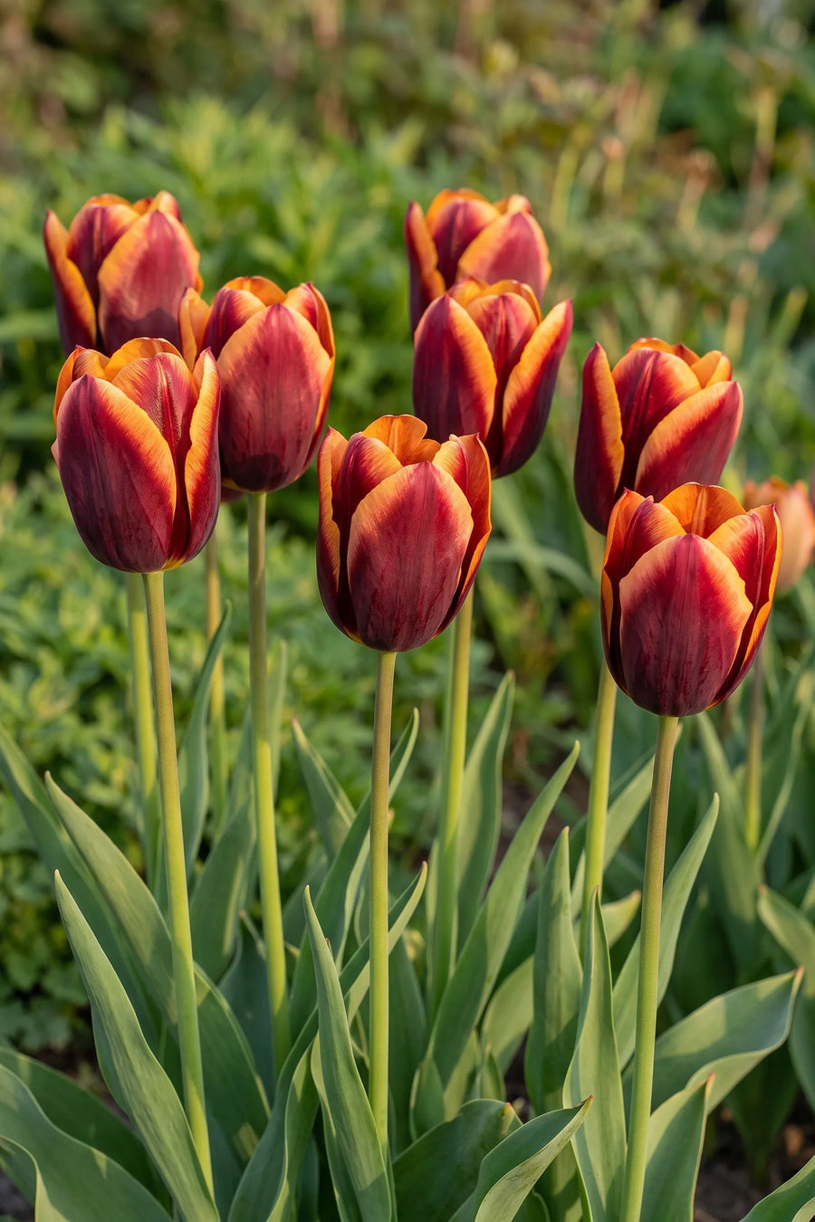 Tulipa Muvota vanuit een natuurlijke tuinhoek