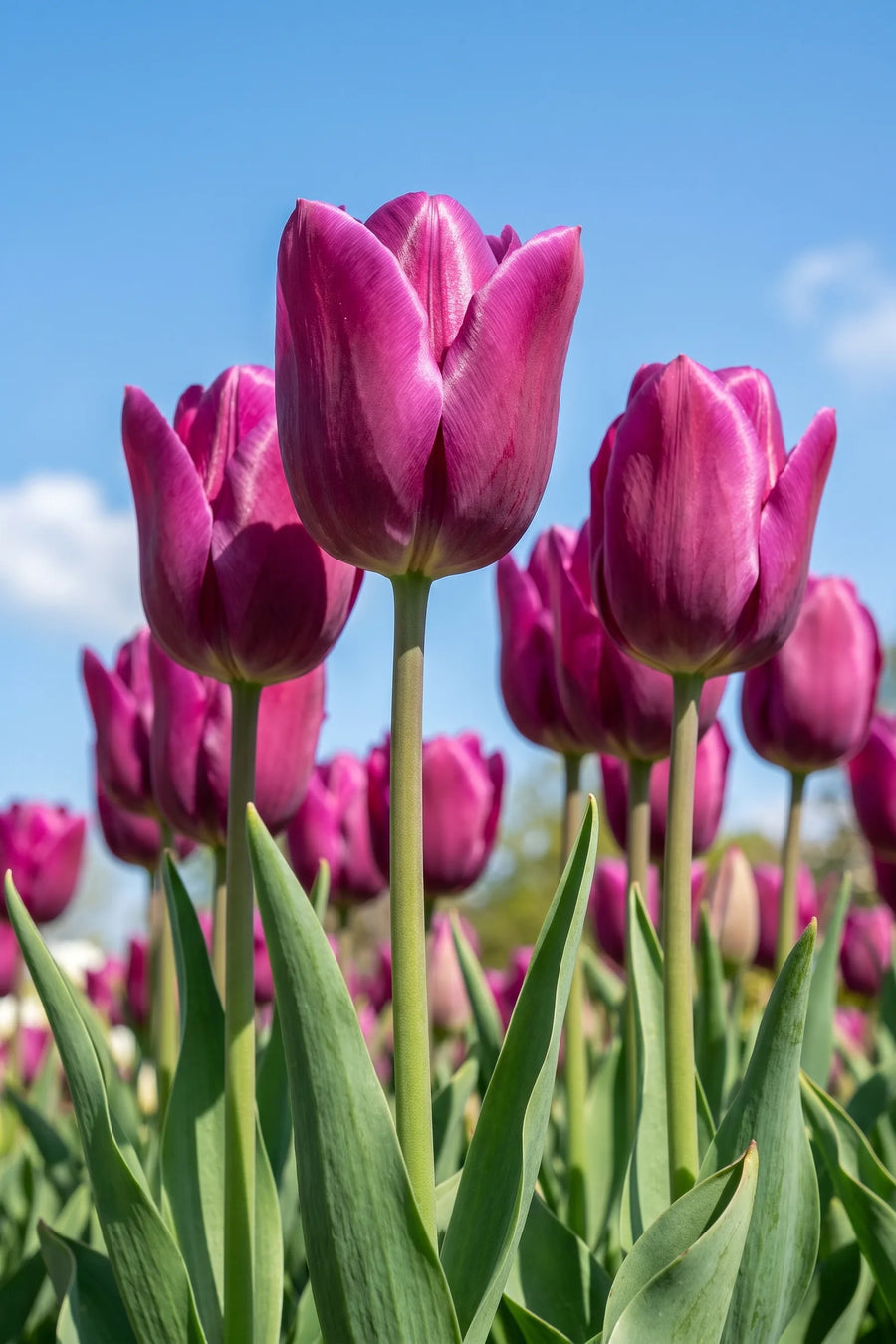 Tulipa Passio Glossy vanuit een natuurlijke tuinhoek
