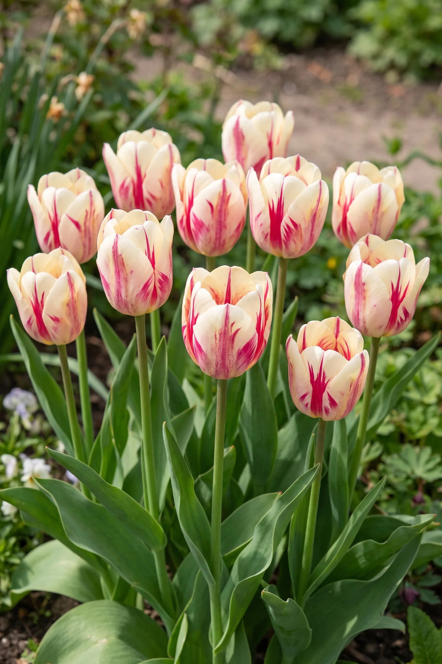 Tulipa Flaming Purissima vanuit een natuurlijke tuinhoek