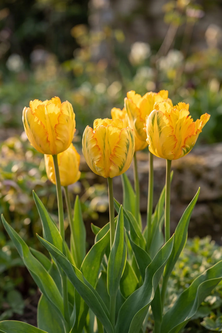 Tulipa Texas Gold vanuit een natuurlijke tuinhoek