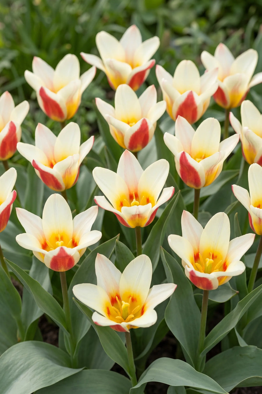 Tulipa The First vanuit een natuurlijke tuinhoek