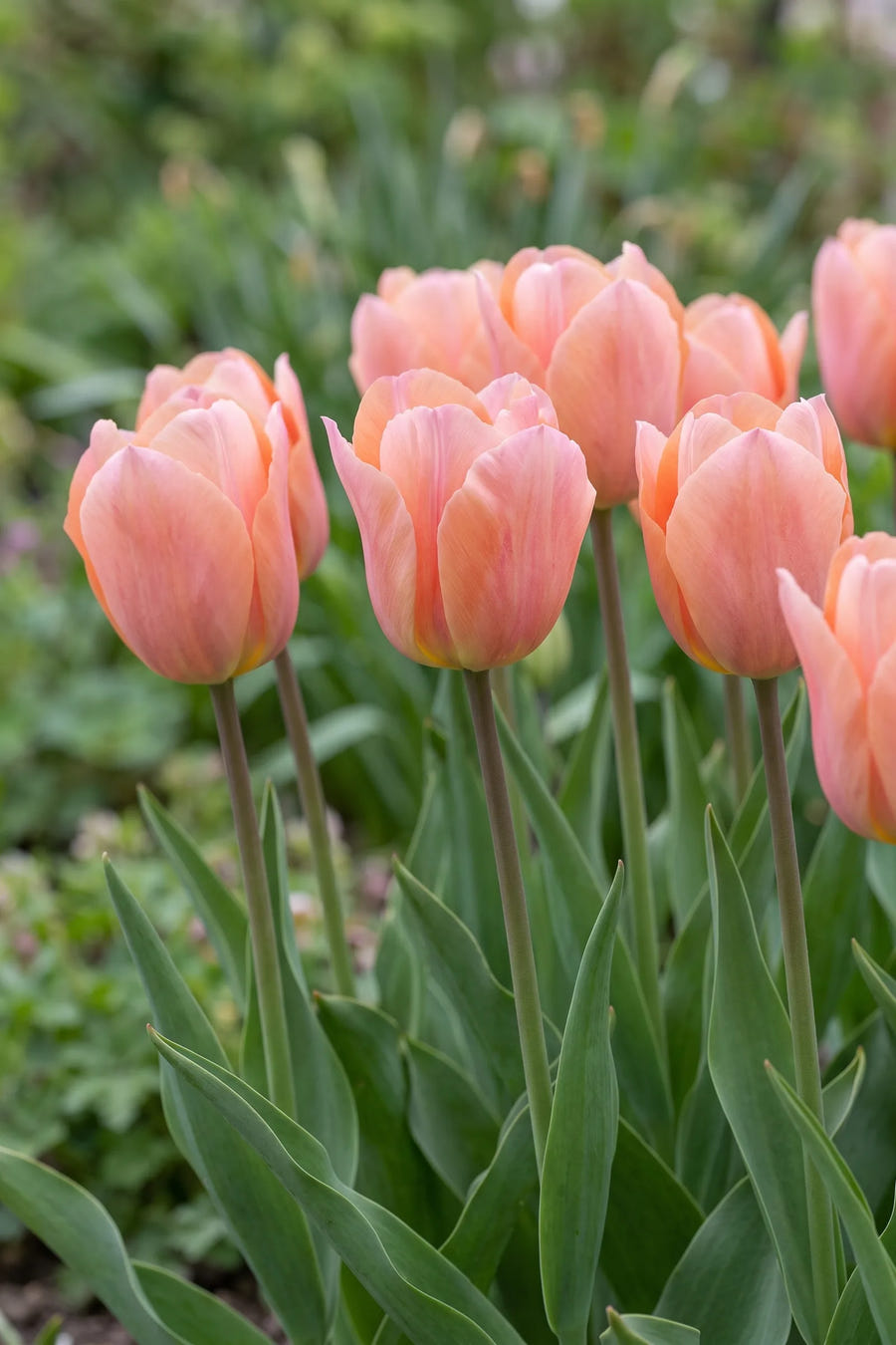 Tulipa Apricot Beauty — in de tuin