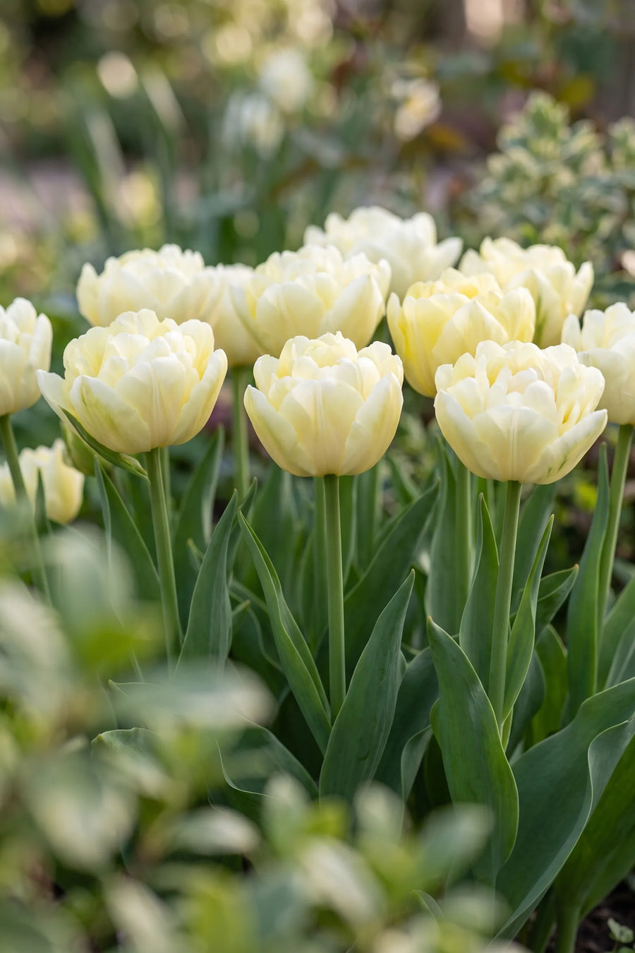 Tulipa Verona vanuit een natuurlijke tuinhoek