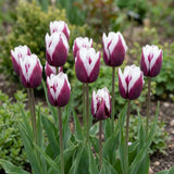 Tulipa Spitsbergen natural garden angle