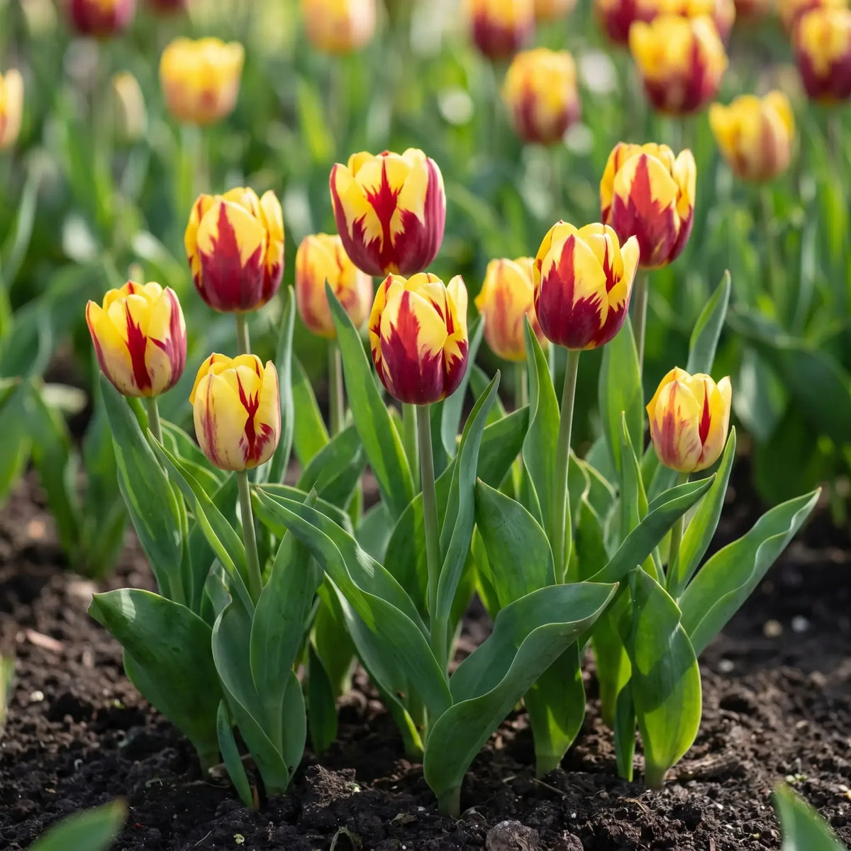 Tulipa Helmar natural garden angle