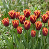Tulipa Muvota natural garden angle