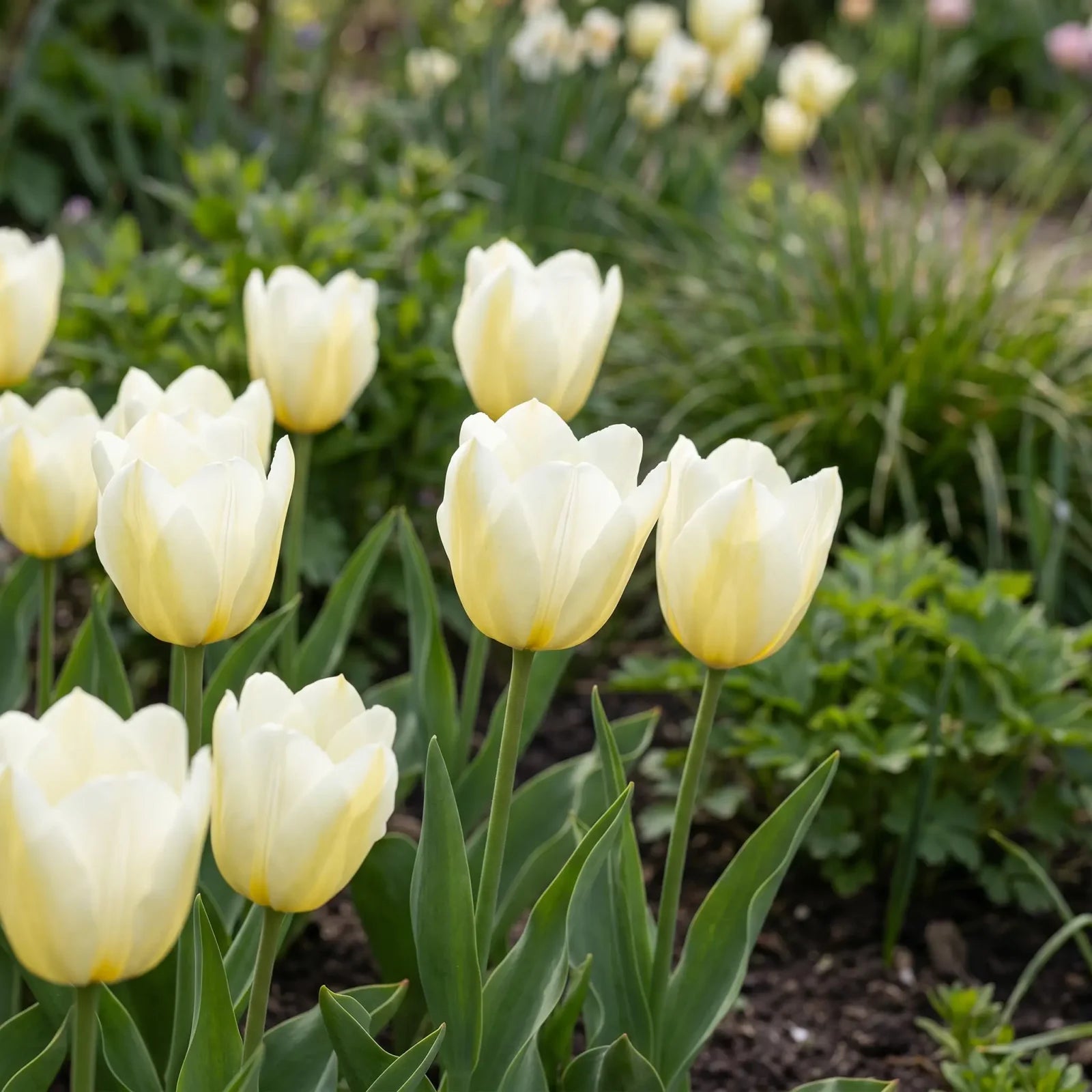 Tulipa Francoise natural garden angle