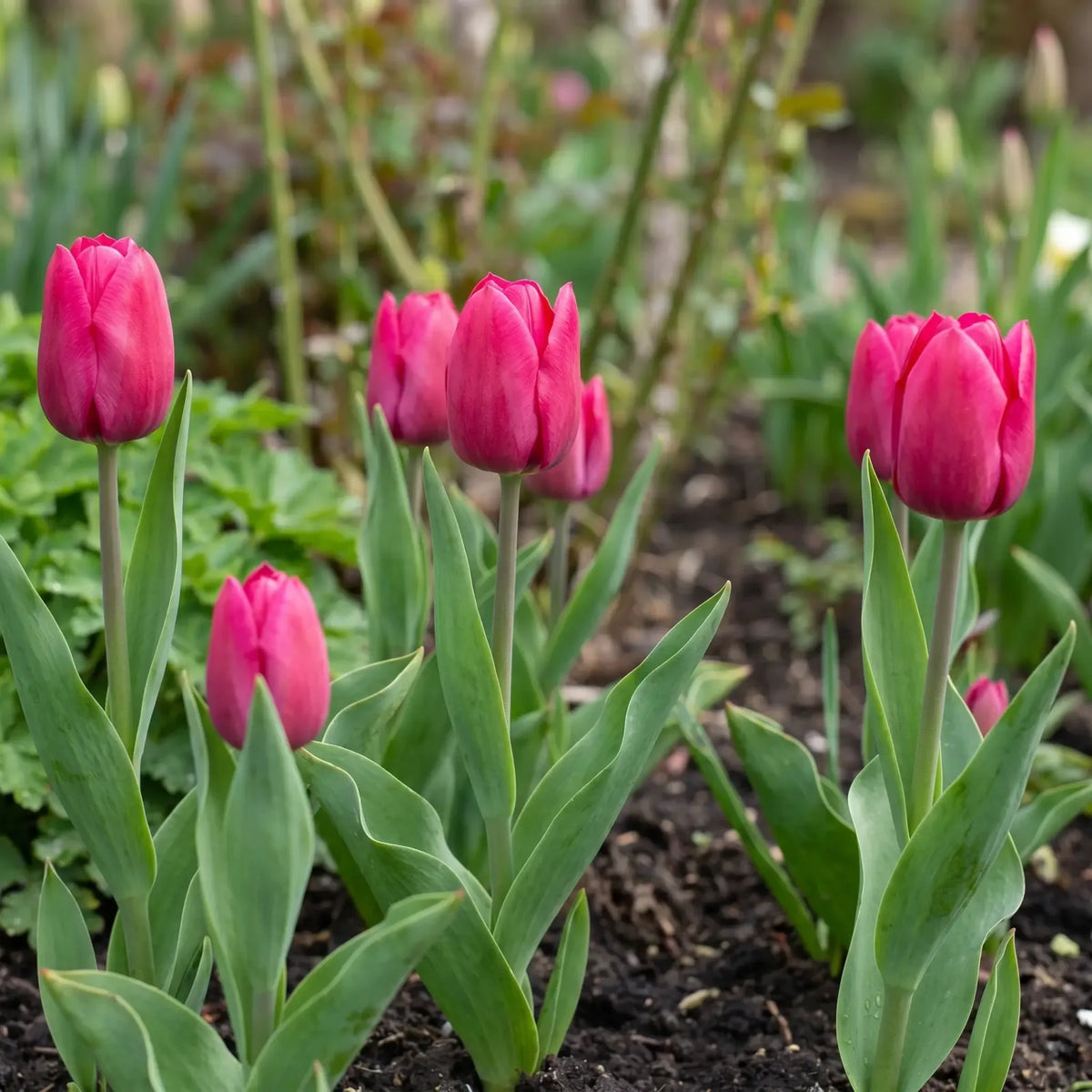 Tulipa Pink Ardour natural garden angle