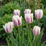 Tulipa Flaming Flag natural garden angle