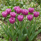 Tulipa Purple Prince natural garden angle