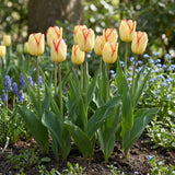 Tulipa Cape Town natural garden angle