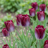Tulipa Kansas Proud natural garden angle