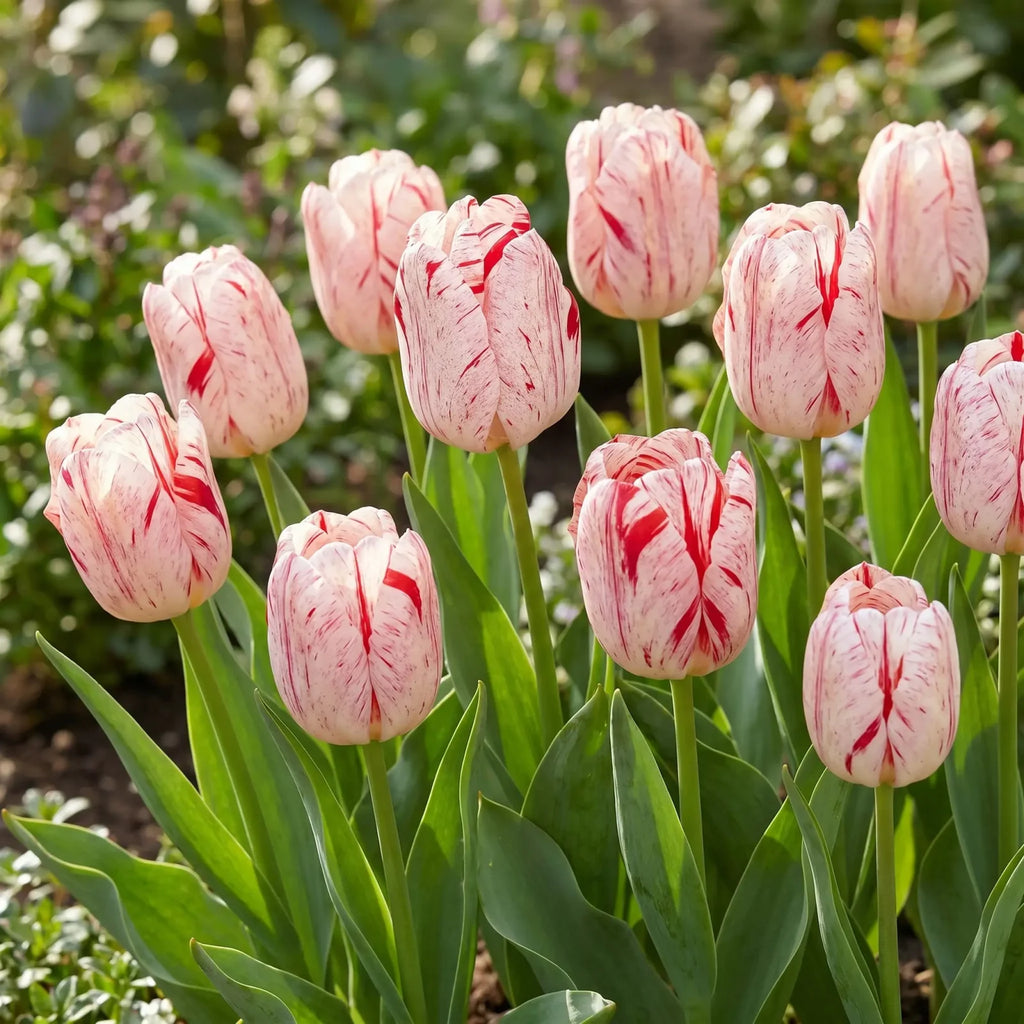 Tulipa One Direction natural garden angle
