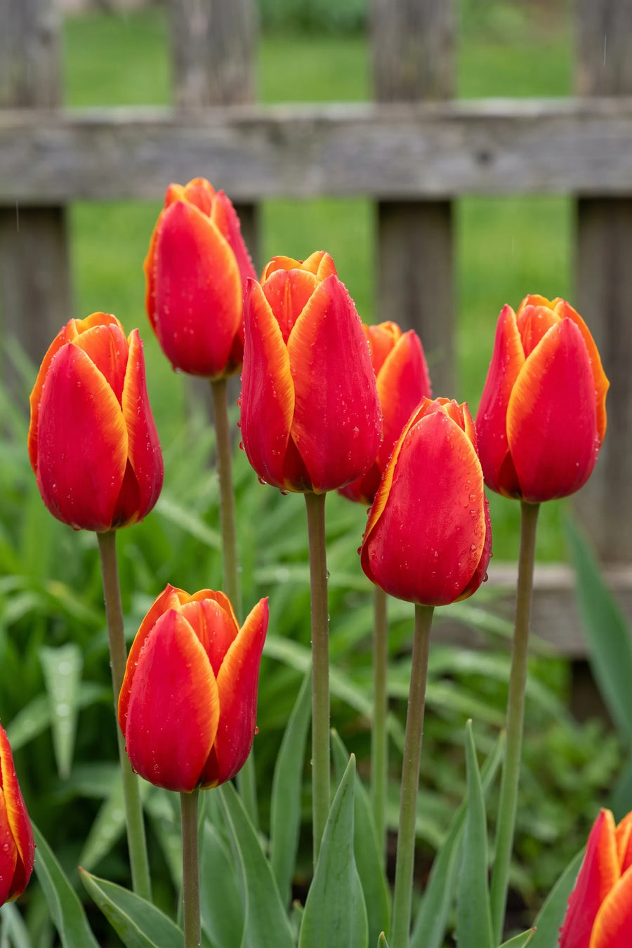 Detail van de bloemblaadjes van Tulipa Dow Jones