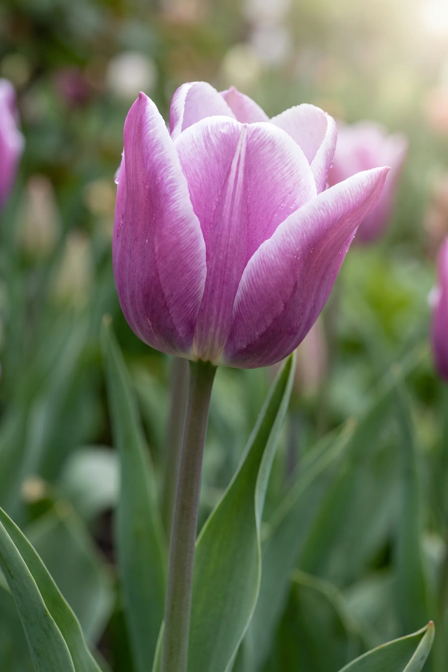 Detail van de bloemblaadjes van Tulipa Synaeda Blue