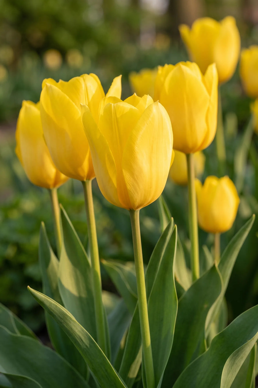 Detail van de bloemblaadjes van Tulipa Candela