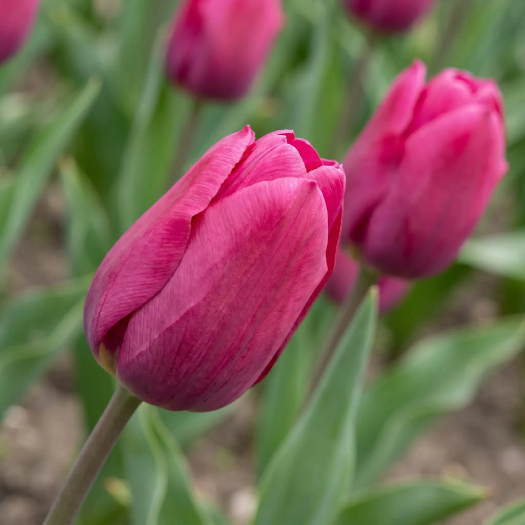 Tulipa Pink Ardour playful detail