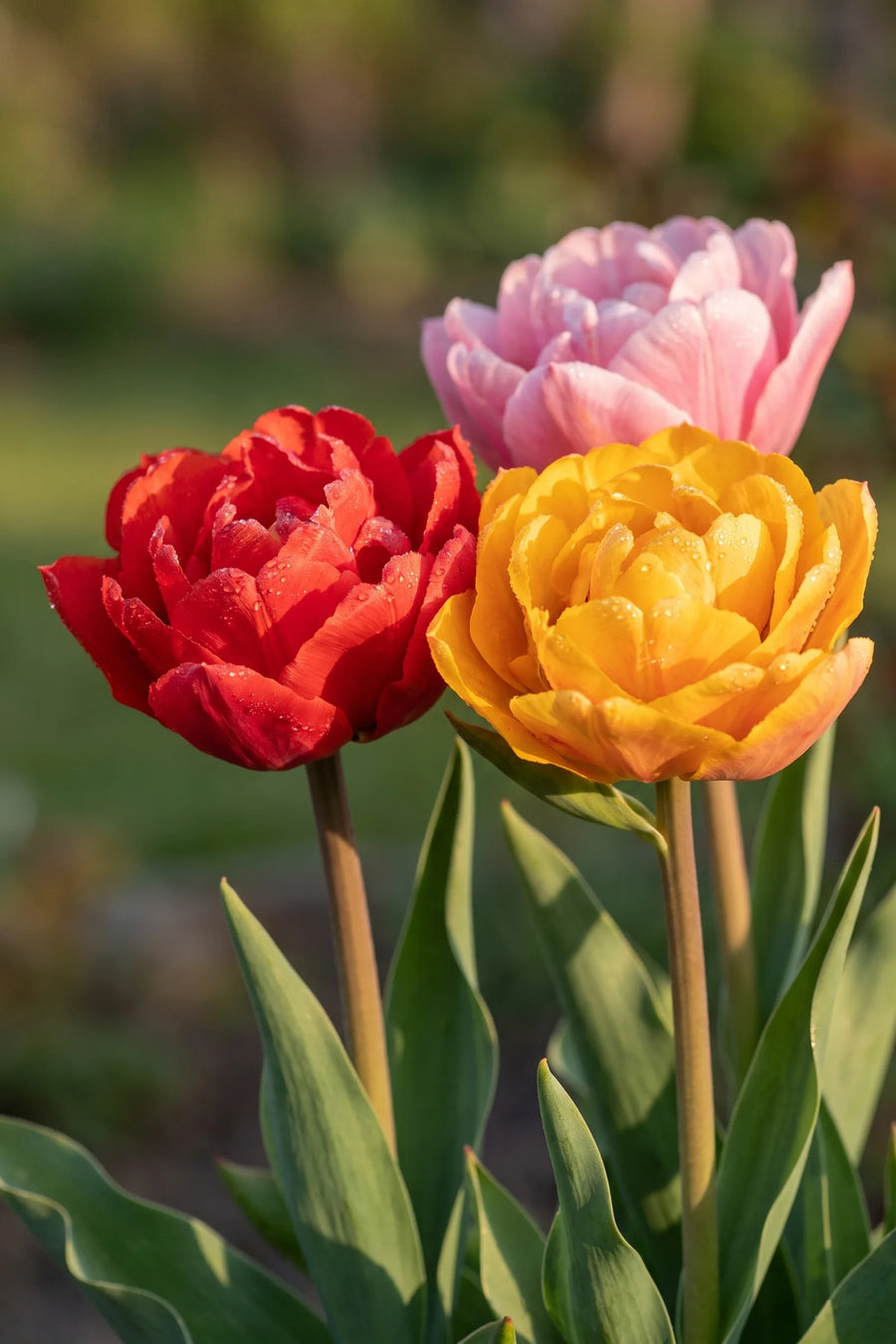 Detail van de bloemblaadjes van Tulipa Double Early Mixed