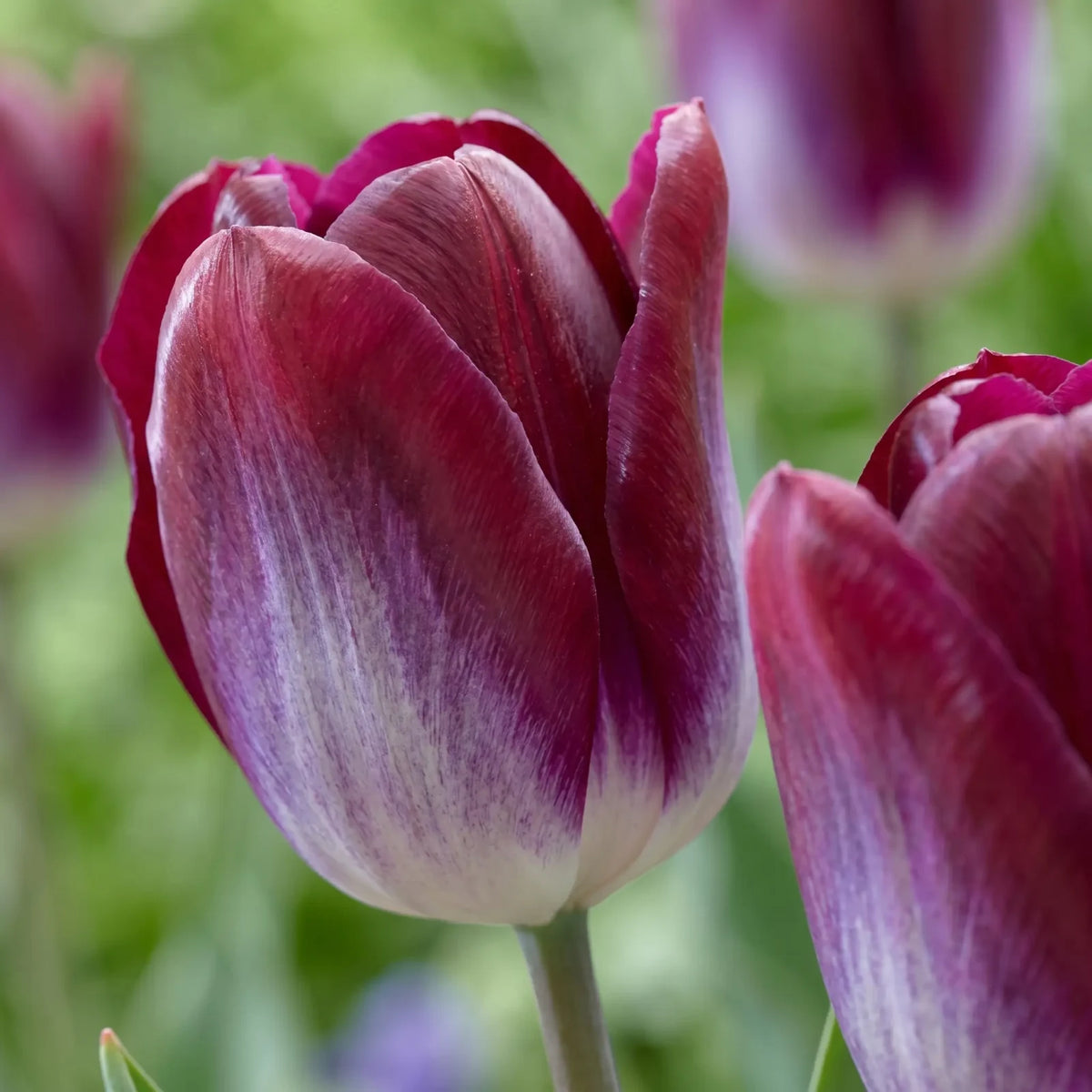 Tulipa Kansas Proud playful detail