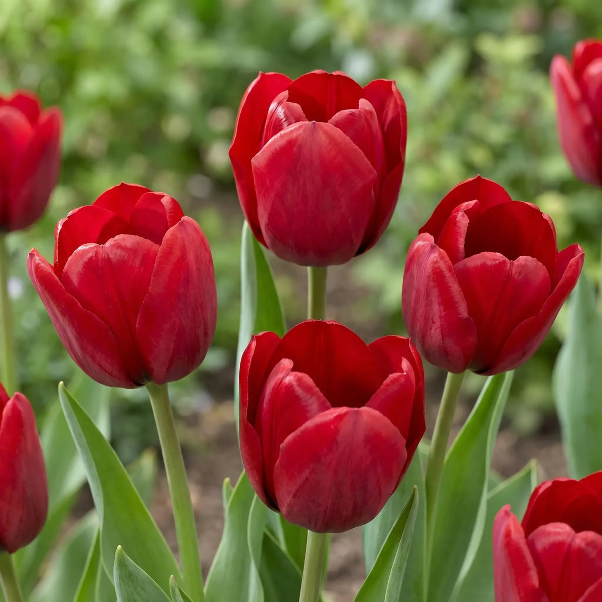 Tulipa Ile de France playful detail