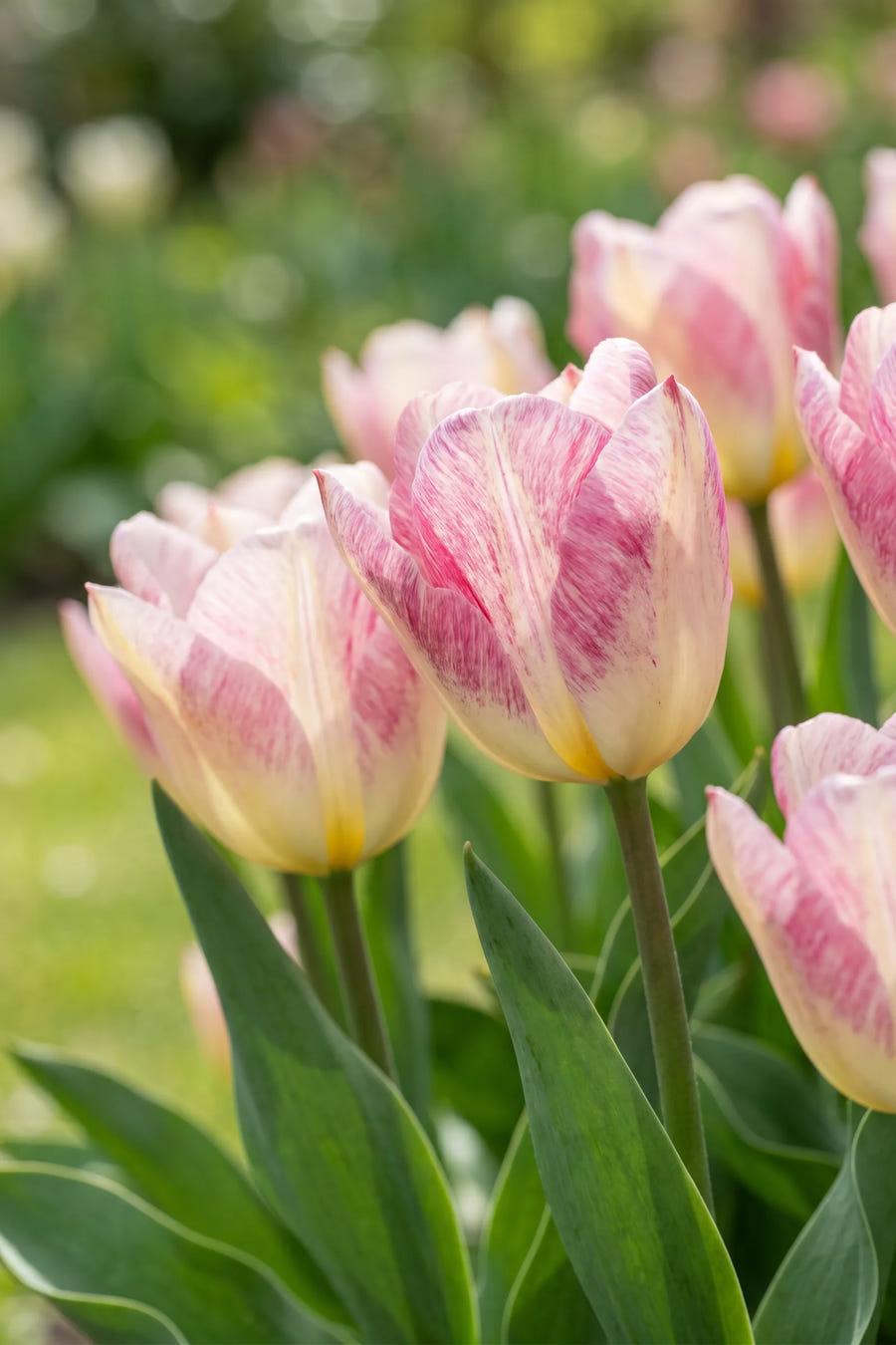 Detail van de bloemblaadjes van Tulipa Flaming Purissima