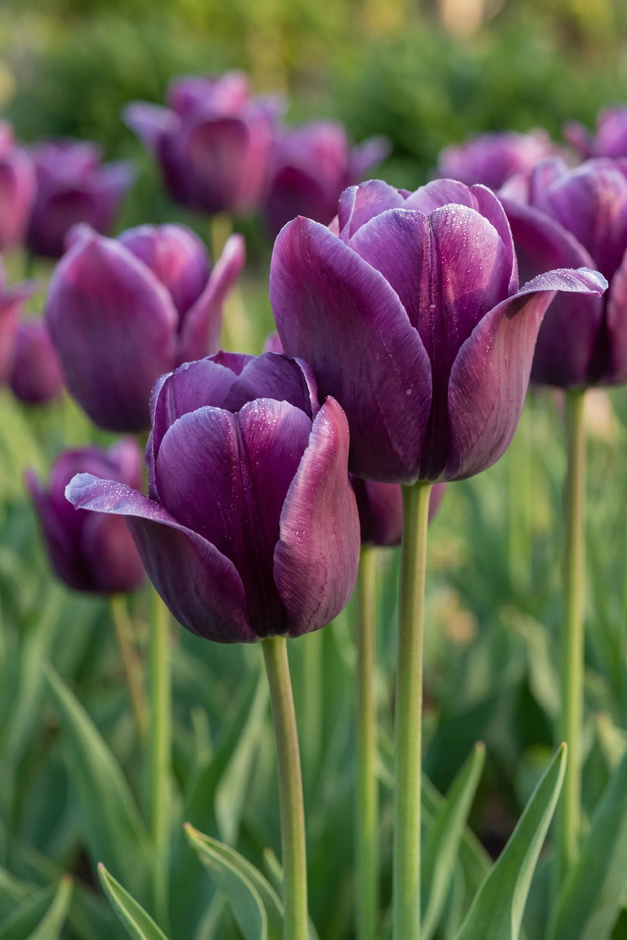 Detail van de bloemblaadjes van Tulipa Kansas Proud