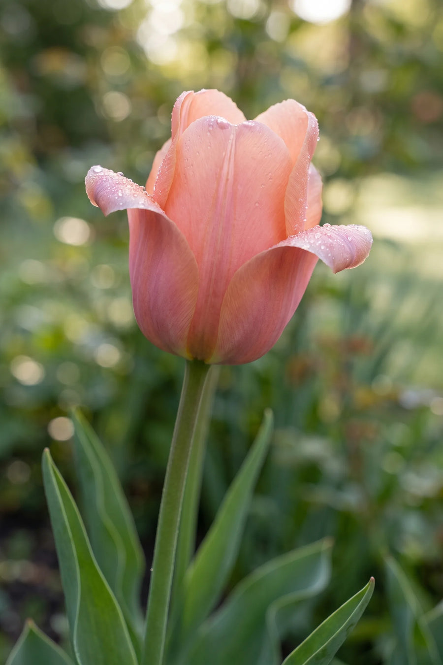 Detail van de bloemblaadjes van Tulipa Apricot Beauty