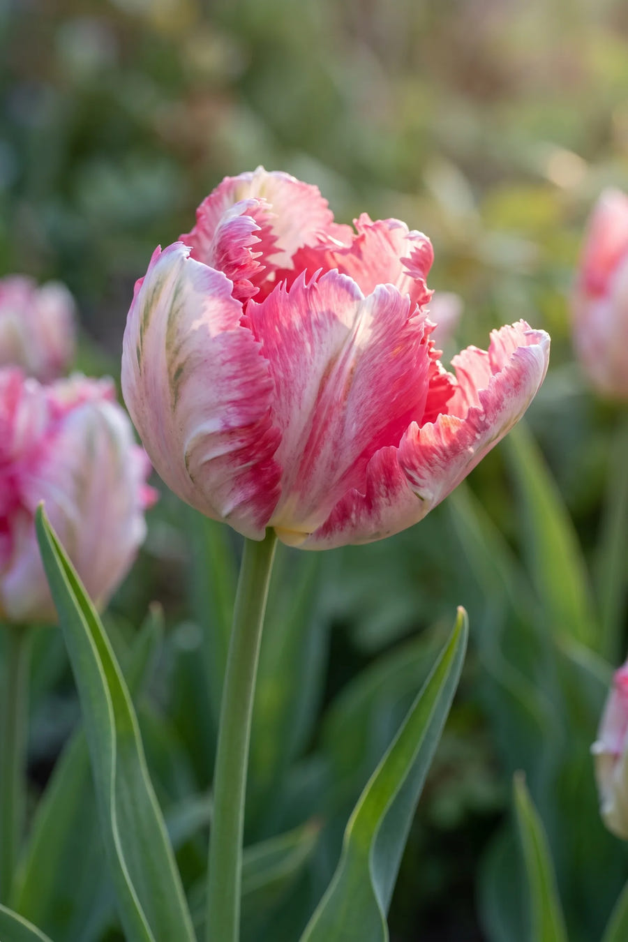Detail van de bloemblaadjes van Tulipa Silver Parrot