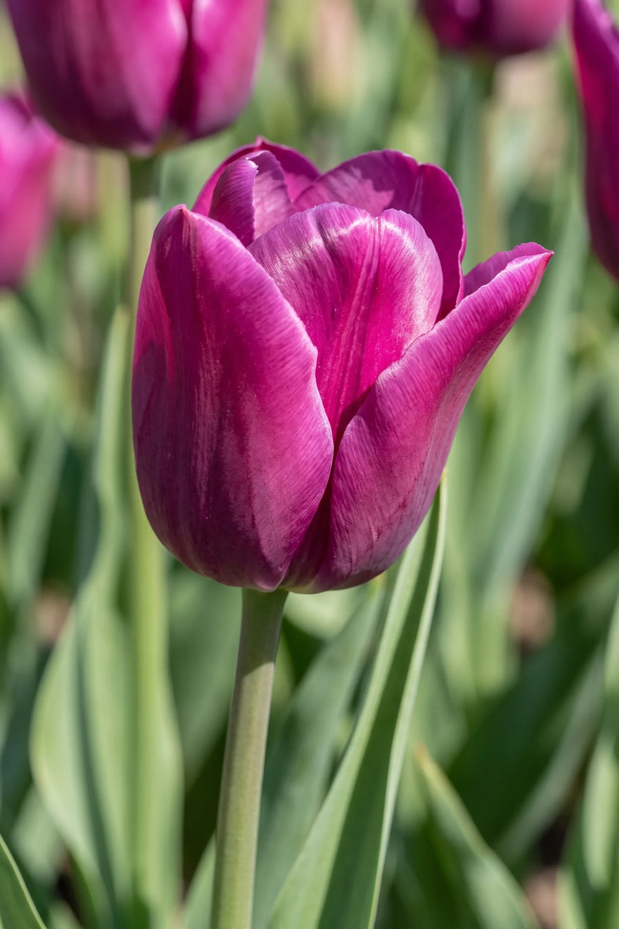 Detail van de bloemblaadjes van Tulipa Passio Glossy
