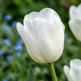 Tulipa Royal Virgin playful detail