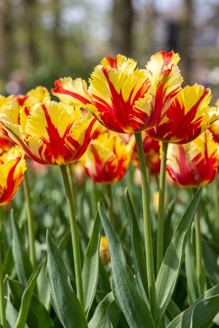Detail van de bloemblaadjes van Tulipa Flaming Parrot