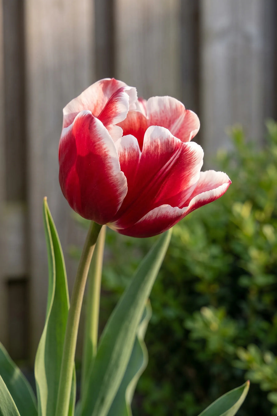 Detail van de bloemblaadjes van Tulipa Timeless