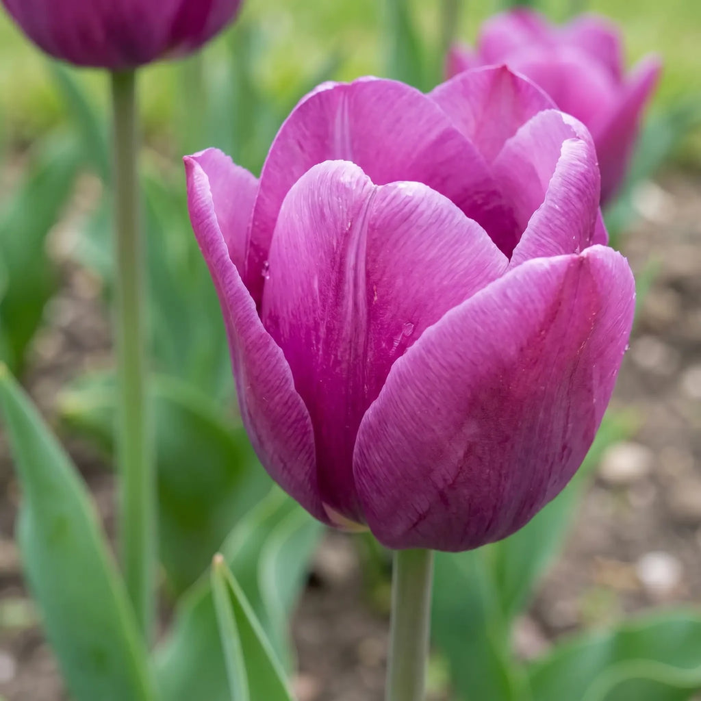 Tulipa Purple Prince playful detail