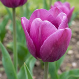 Tulipa Purple Prince playful detail