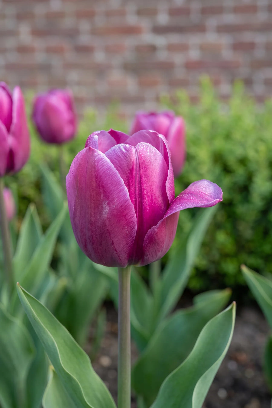 Detail van de bloemblaadjes van Tulipa Purple Prince