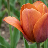 Tulipa Request playful detail