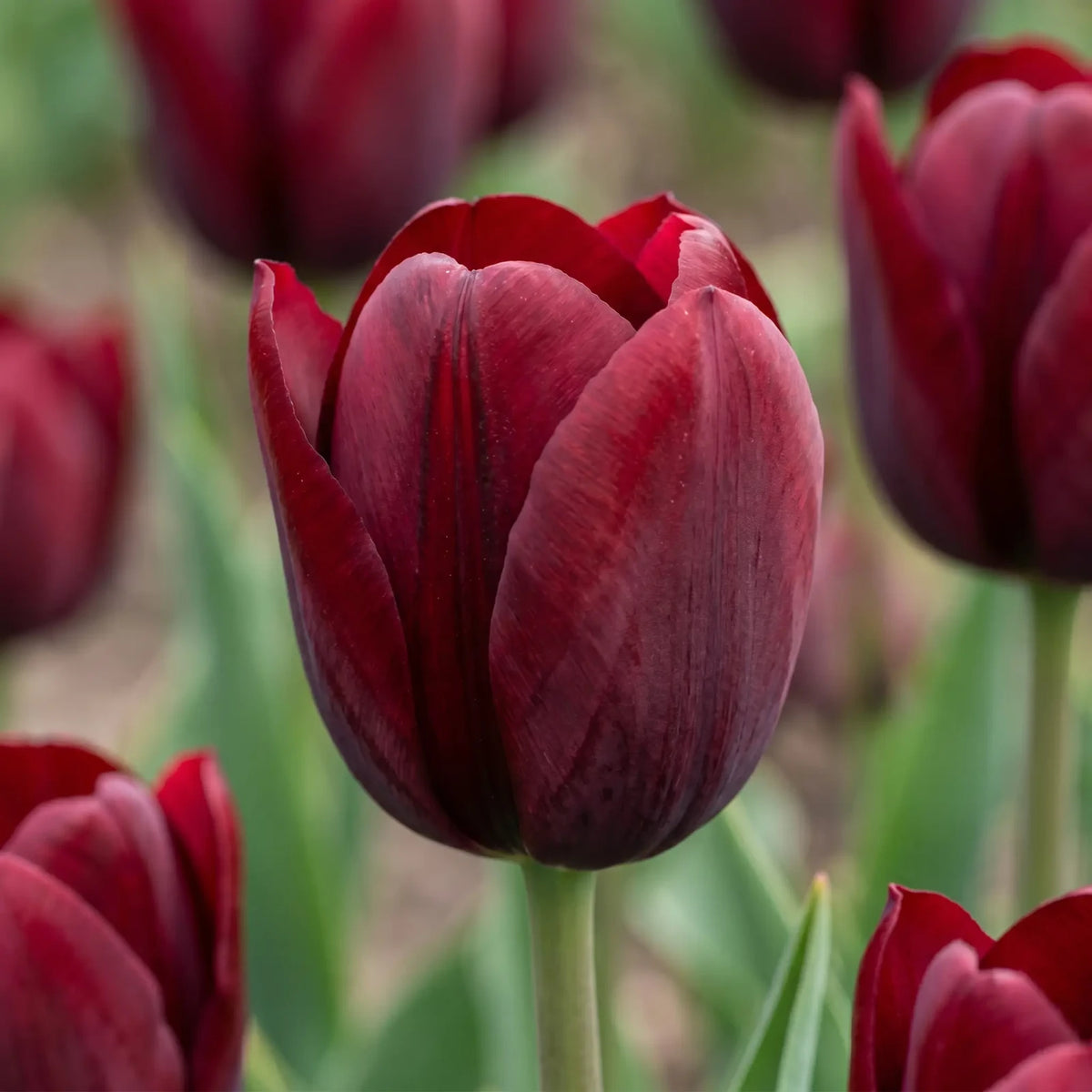 Tulipa National Velvet playful detail