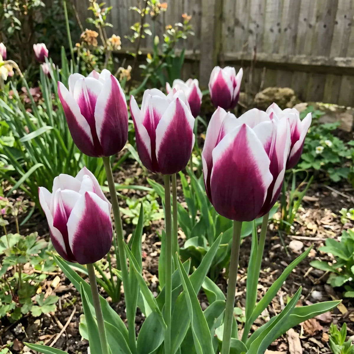 Tulipa Spitsbergen real-life garden
