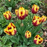 Tulipa Helmar real-life garden