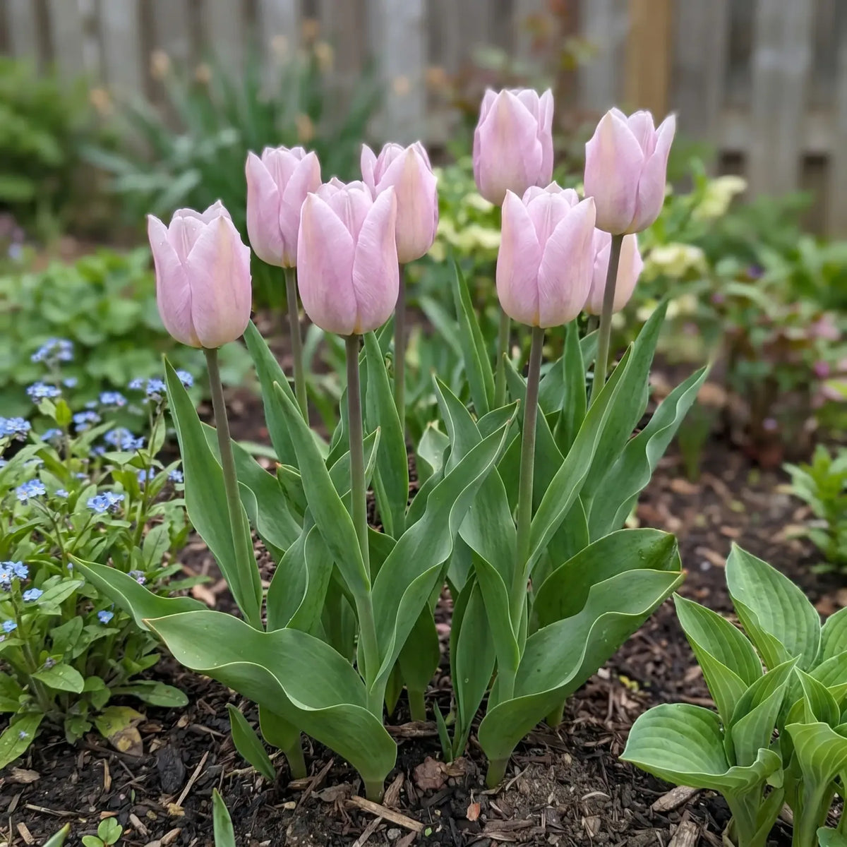 Tulipa Silver Cloud real-life garden